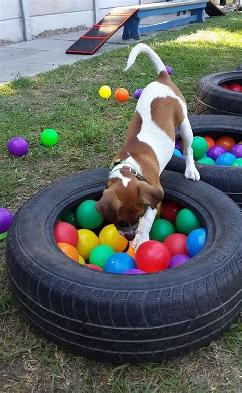 amazon dog play yard|diy dog outdoor play equipment.